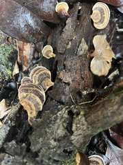 Microporellus obovatus