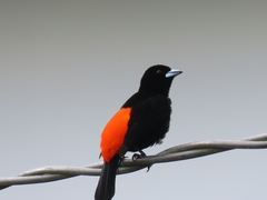 Ramphocelus flammigerus