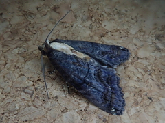 Lophoptera hayesi
