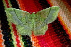 Neagathia corruptata