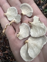 Microporellus obovatus