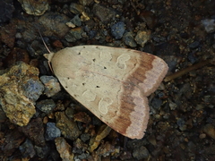 Sineugraphe bipartita