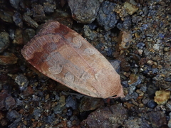 Sineugraphe bipartita