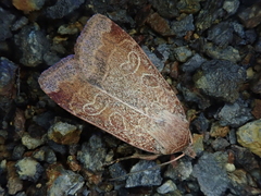 Sineugraphe bipartita