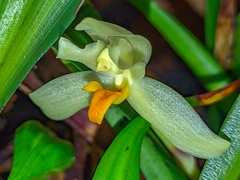 Maxillaria hedwigiae image