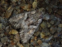 Lacanobia contrastata