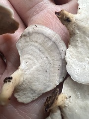 Microporellus obovatus