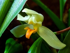 Maxillaria hedwigiae