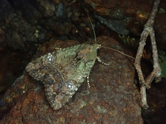 Triphaenopsis cinerescens