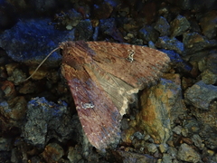 Apamea sodalis