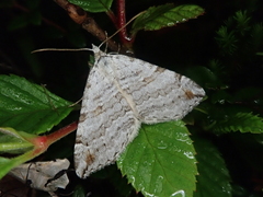Aplocera perelegans