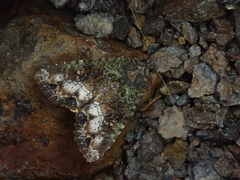 Triphaenopsis cinerescens