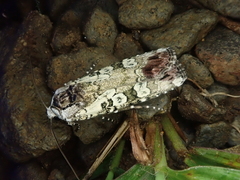 Actebia praecurrens