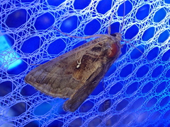 Autographa nigrisigna