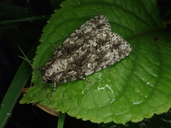 Acronicta catocaloida