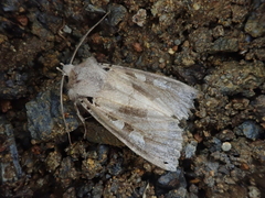 Clavipalpula aurariae