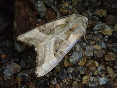 Phlogophora beatrix