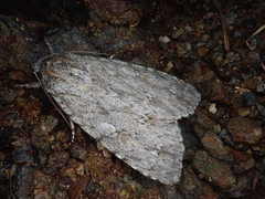 Acronicta hercules