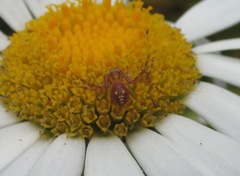 Diaea ambara