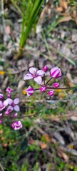 Boronia fastigiata