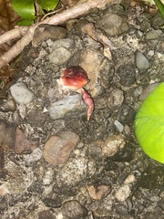 Gecarcinus lateralis