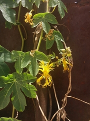 Tropaeolum seemannii