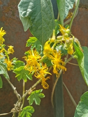 Tropaeolum seemannii