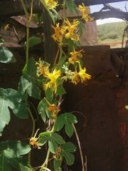 Tropaeolum seemannii