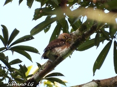 Glaucidium griseiceps
