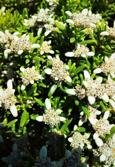 Spyridium phylicoides