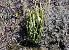 Phlegmariurus saururus