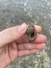 Cymatiidae