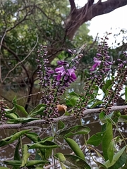 Lonchocarpus hondurensis
