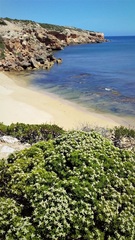 Spyridium phylicoides