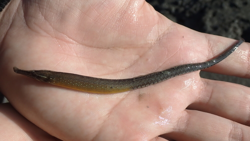 Beady pipefish (Hippichthys penicillus) — Syngnathidae — 2