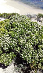 Spyridium phylicoides