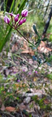 Boronia fastigiata
