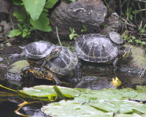 Trachemys scripta