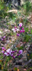 Boronia fastigiata