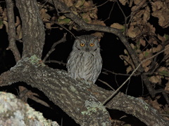 Western Screech-Owl photo 4