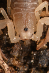 Kochius hirsuticauda