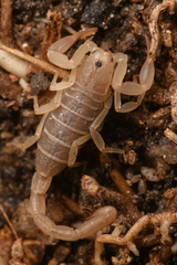 Kochius hirsuticauda