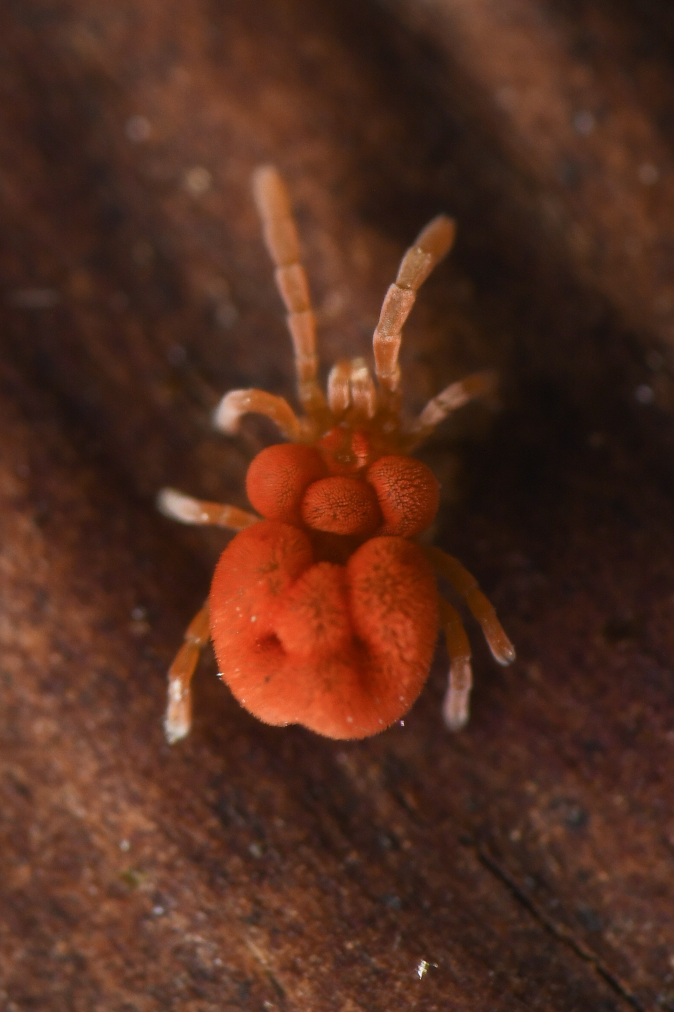 Pinolillos y coloradillas (Familia Trombiculidae) · iNaturalist Ecuador