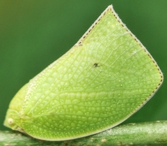 Phyllyphanta declivis