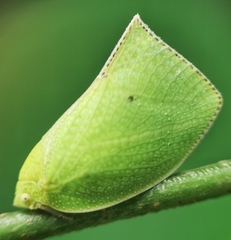 Phyllyphanta declivis