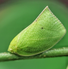 Phyllyphanta declivis