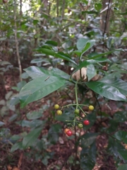 Psychotria costivenia