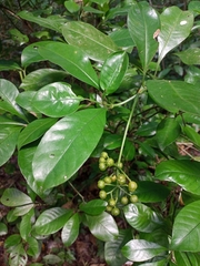 Psychotria costivenia