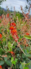 Gastrolobium villosum