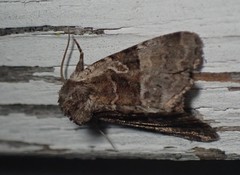 Meropleon ambifusca